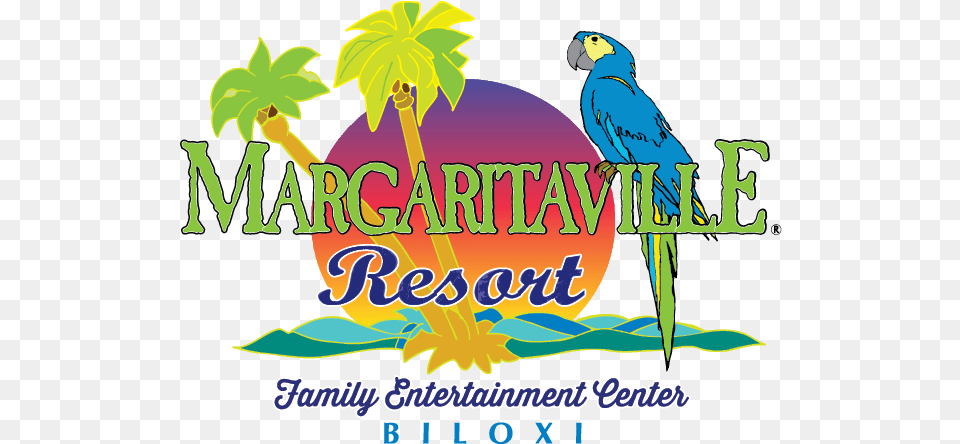 Jimmy Buffett Margaritaville Image Jimmy Buffett Margaritaville, Animal, Bird, Parakeet, Parrot Png