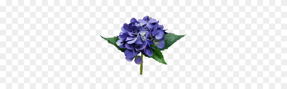 Jmc Blue Hydrangea Stones Throw Buy Now, Flower, Flower Arrangement, Flower Bouquet, Geranium Free Transparent Png