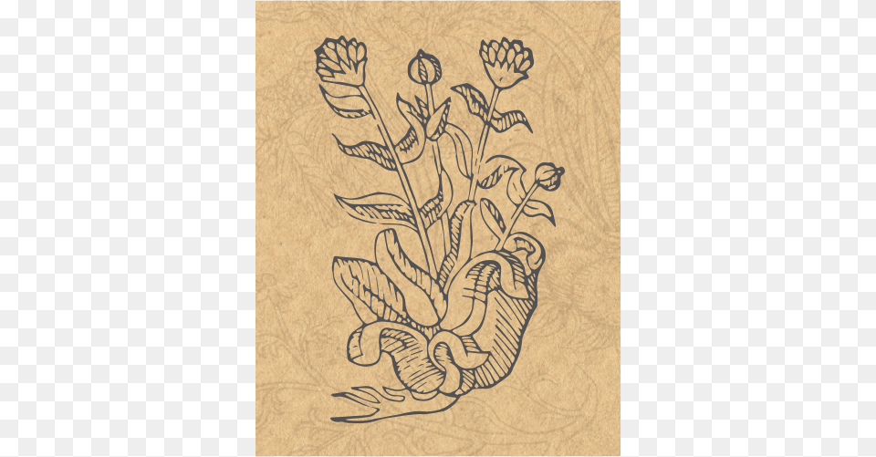 Jmg Herbs Arnica, Pattern, Art, Embroidery, Floral Design Free Png