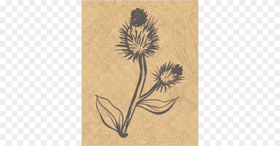 Jmg Herbs Burdock, Flower, Plant, Art, Floral Design Free Transparent Png