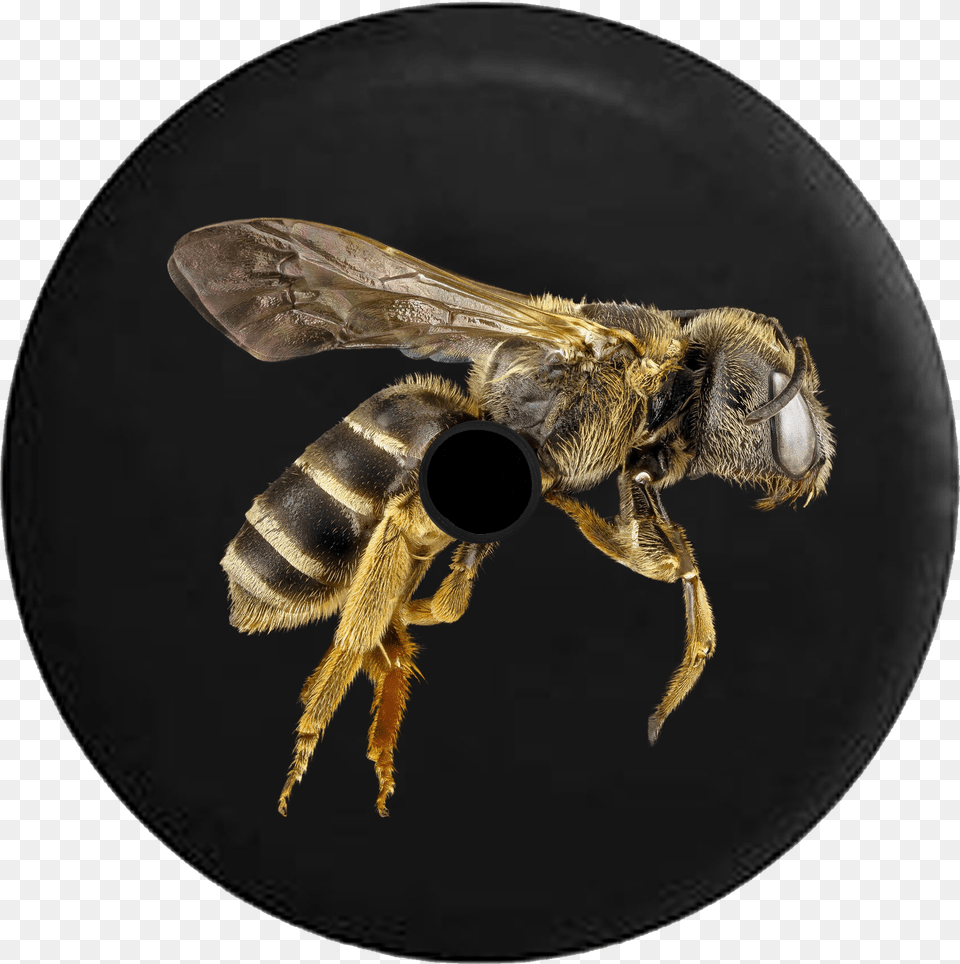 Jo Social Media Inc Honey Bee Black Background, Animal, Honey Bee, Insect, Invertebrate Free Png Download