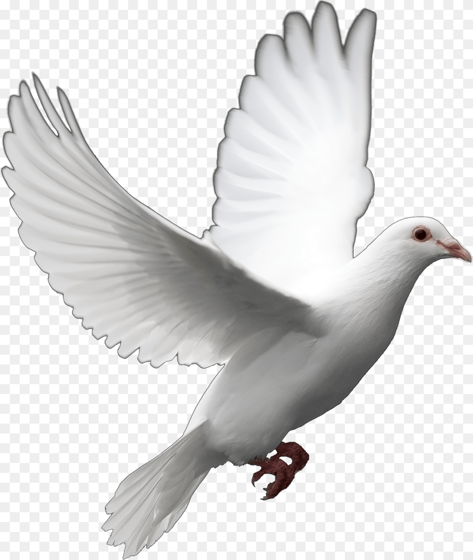 Joanne Ware Files Order Toledo Ohio The House Of Day Background Dove, Animal, Bird, Pigeon Free Transparent Png