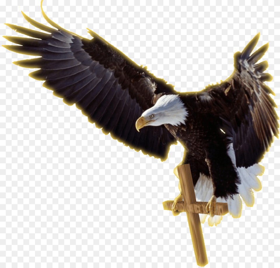 Job Experience Icon Facebook Cover Photo Eagle, Animal, Bird, Flying, Bald Eagle Free Png