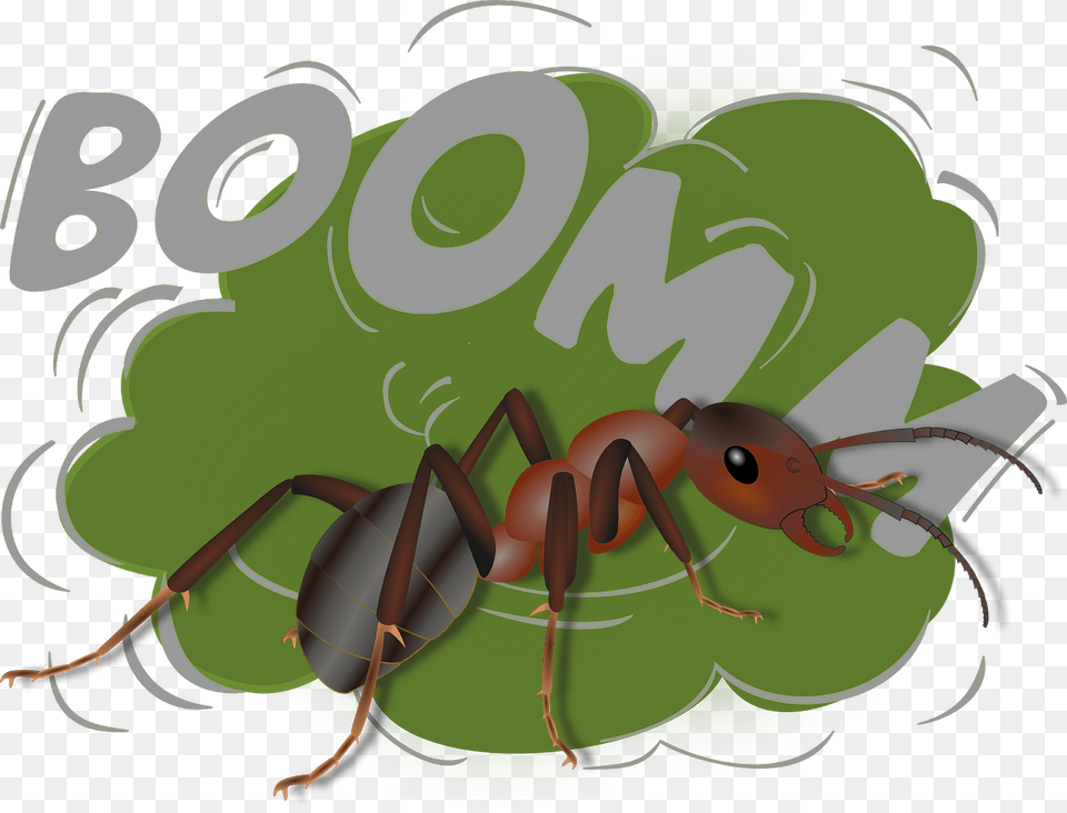 Jodi Ralston Exploding Ant Camponotus Saundersi Oreille Bruit Fort, Animal, Insect, Invertebrate, Person Png Image