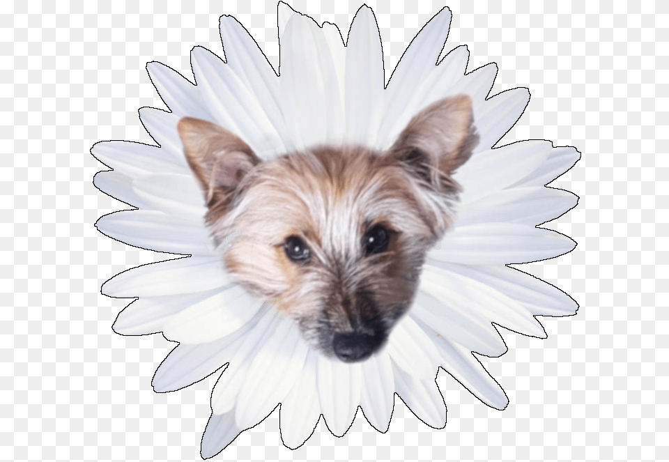 Jodyv S Avatar Small Terrier, Daisy, Flower, Plant, Animal Png Image