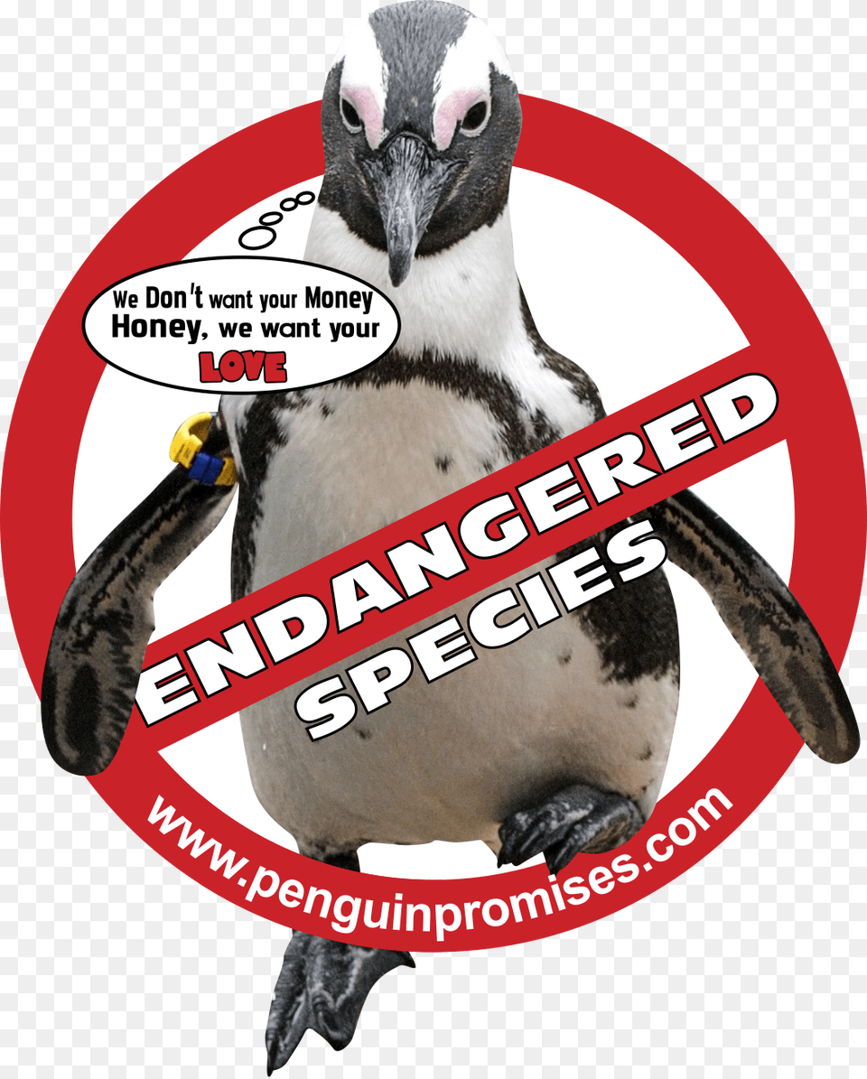 Joey Dunlop Foundation, Animal, Bird, Penguin Free Png