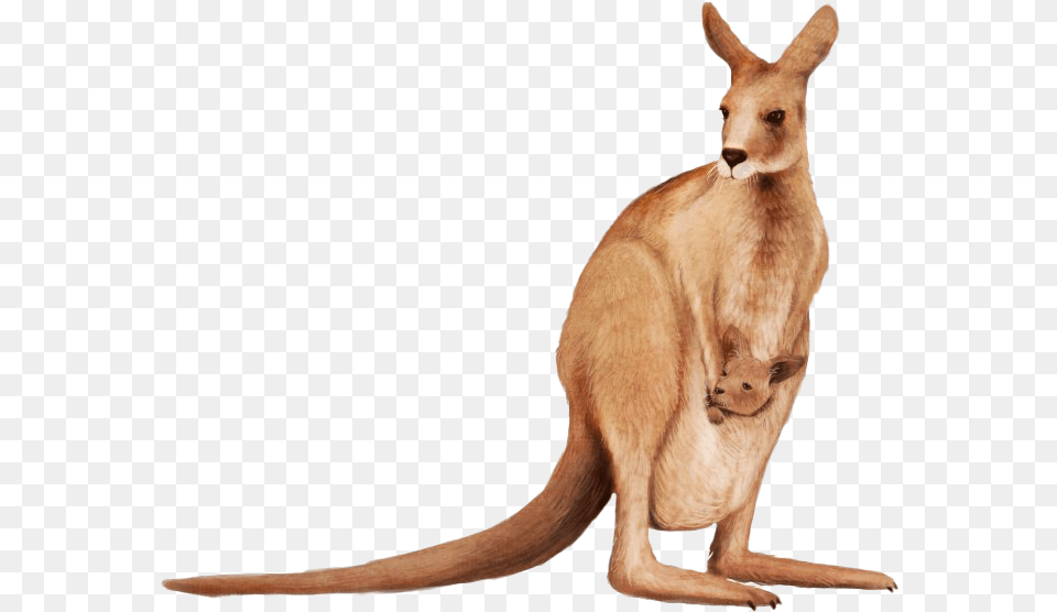 Joey Kangaroo Background Image Kangaroo, Animal, Mammal Free Png Download