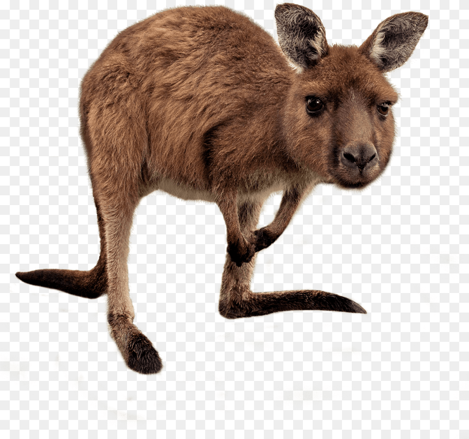Joey Kangaroo Transparent Hd Photo Wallaby, Animal, Mammal Png Image