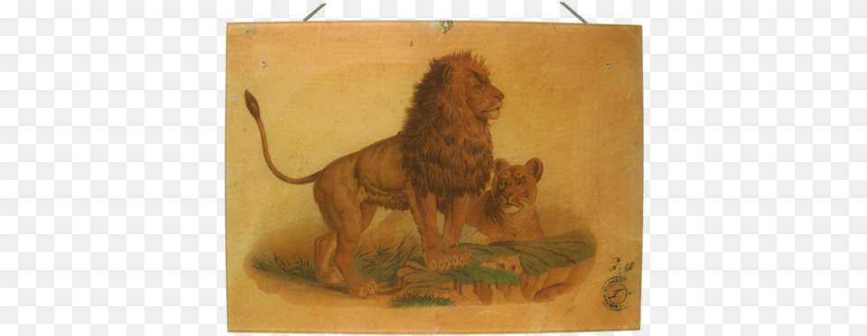 John Derian, Animal, Lion, Mammal, Wildlife Free Transparent Png