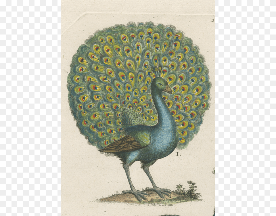 John Derian Art, Animal, Bird, Peacock Free Png Download