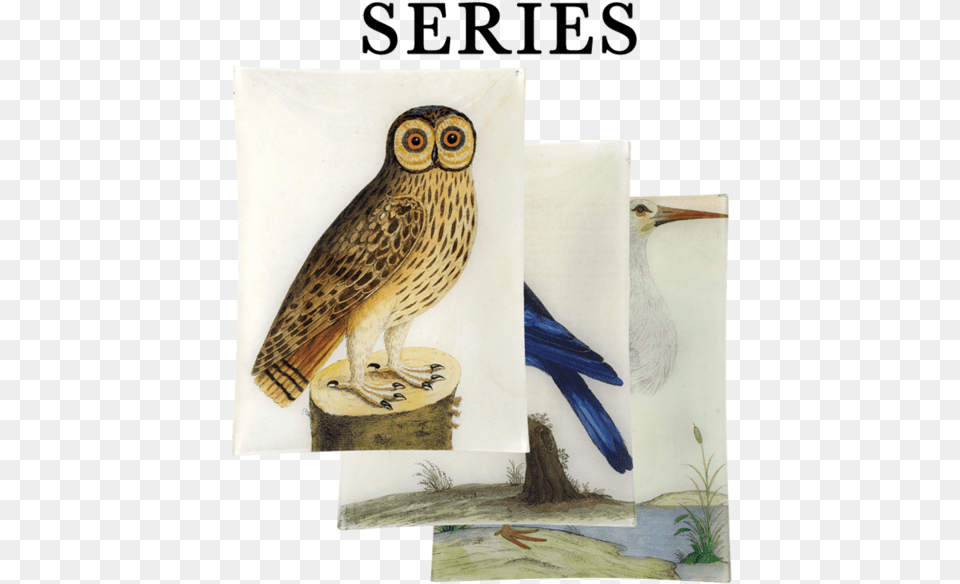 John Derian Company Inc, Animal, Beak, Bird, Art Png