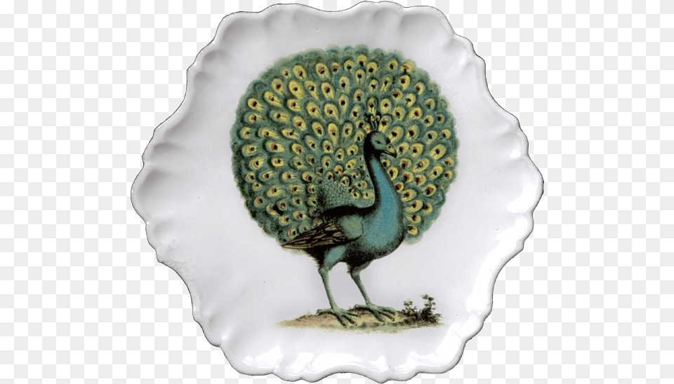John Derian Peacock Print, Animal, Bird, Plate Free Png