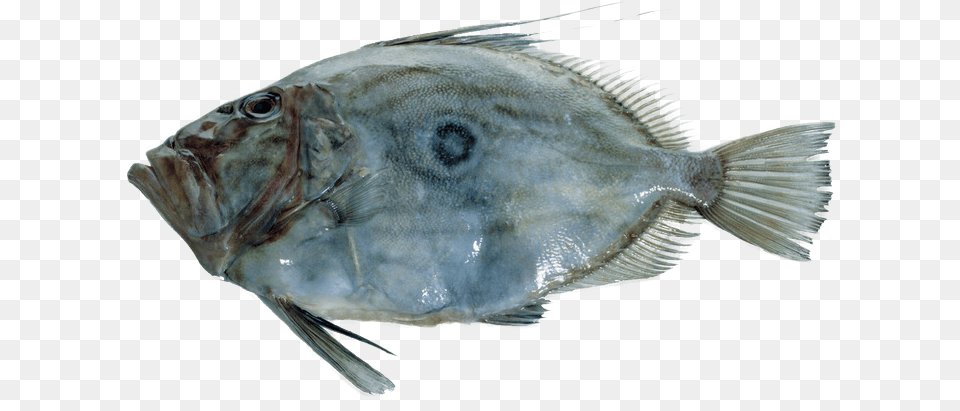 John Dory Icon Prahran Fish, Animal, Sea Life, Halibut Free Png
