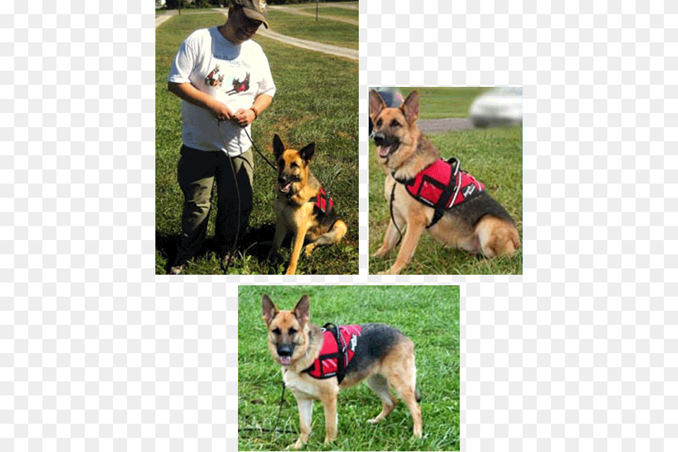 John Has Owned And Trained Germans Shepherds Most Of Old German Shepherd Dog, Adult, Pet, Person, Man Free Png