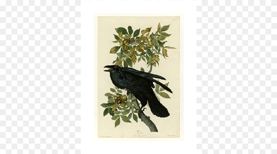 John James Audubon Raven, Animal, Bird, Blackbird, Leaf Png Image