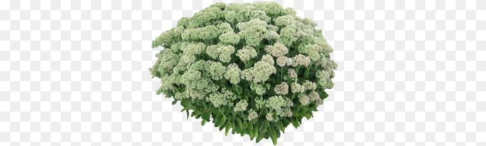 John Sankey Job White Flower Bush, Plant, Broccoli, Food, Produce Png