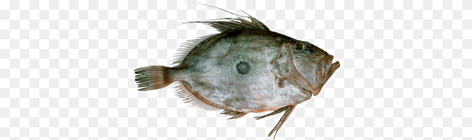 Johndory Sole, Animal, Fish, Sea Life, Halibut Free Transparent Png