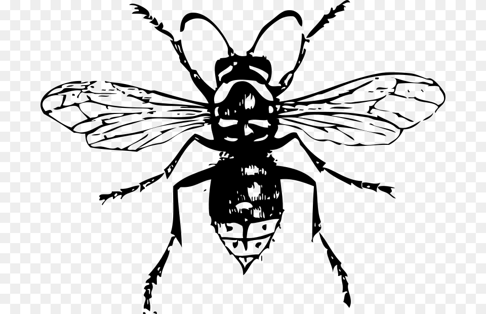 Johnny Automatic Bald Faced Hornet, Gray Free Transparent Png