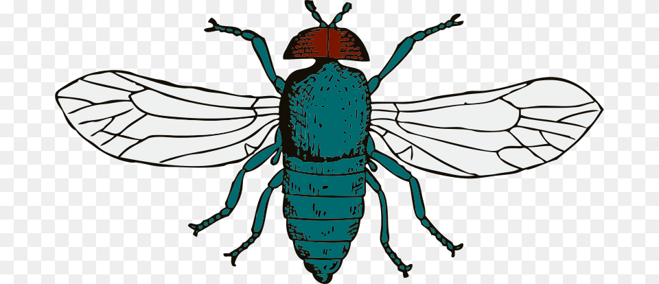 Johnny Automatic Blue Bottle Fly, Animal, Bee, Insect, Invertebrate Free Png