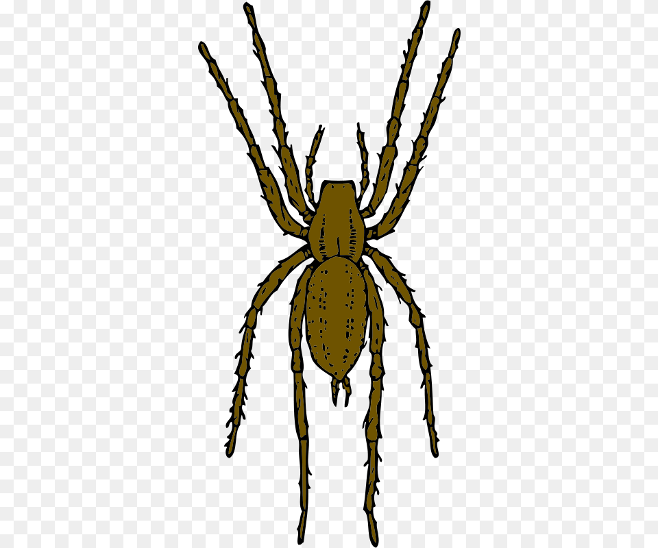 Johnny Automatic Brown Spider, Animal, Invertebrate, Person, Garden Spider Free Transparent Png