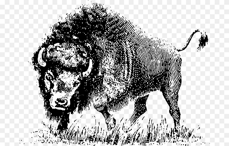 Johnny Automatic Buffalo, Person, Animal, Mammal, Wildlife Png Image