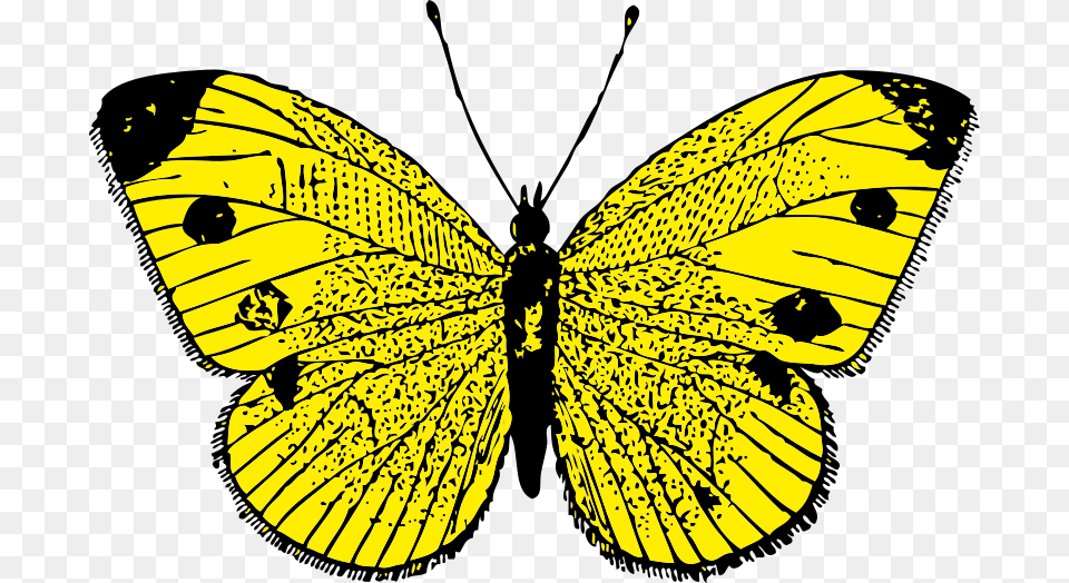Johnny Automatic Butterfly, Animal, Insect, Invertebrate Free Transparent Png