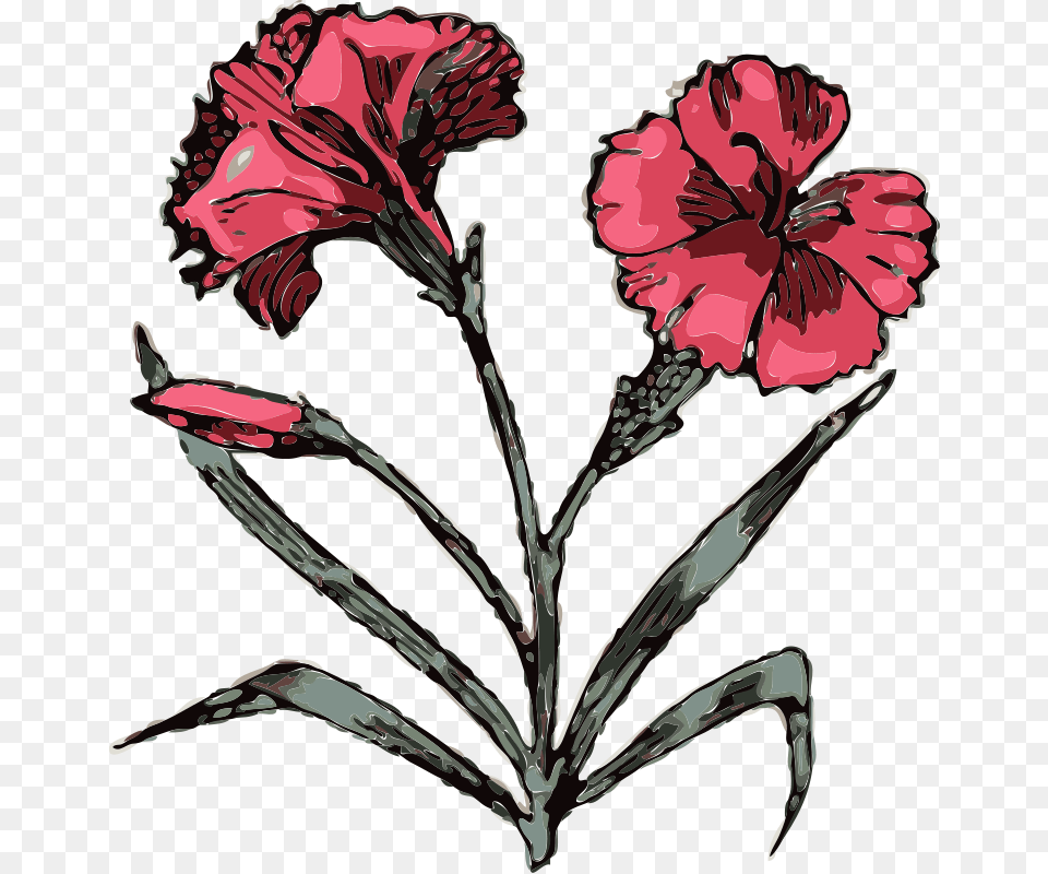 Johnny Automatic Carnation, Flower, Plant, Person, Petal Png Image