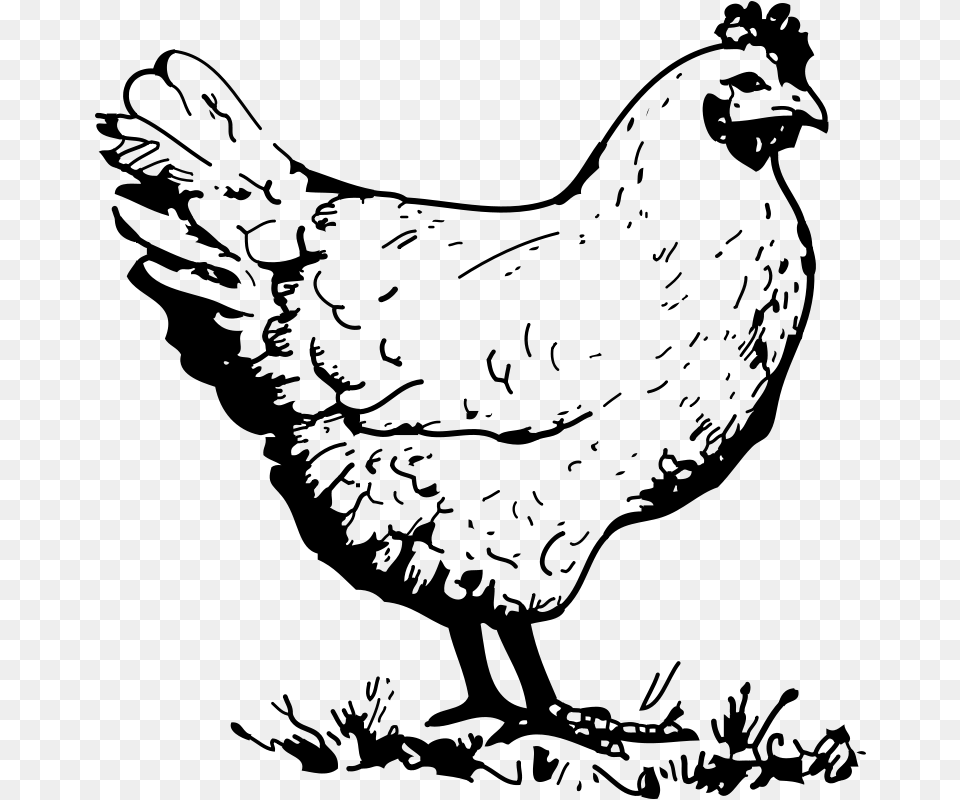 Johnny Automatic Chicken, Gray Png Image