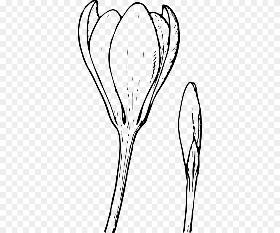 Johnny Automatic Crocus Flower And Bud, Gray Free Png