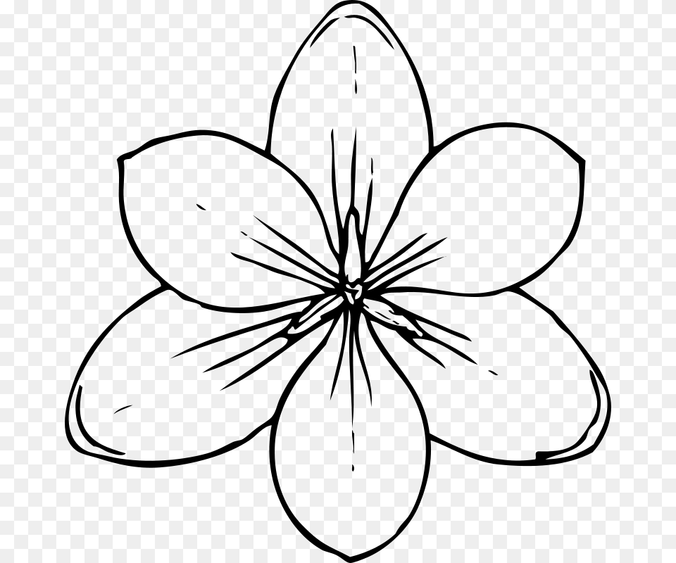 Johnny Automatic Crocus Flower Top View, Gray Free Png