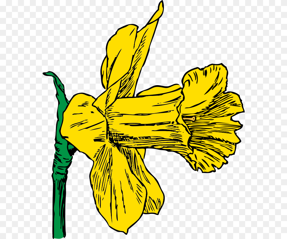 Johnny Automatic Daffodil, Plant, Flower, Iris, Adult Png Image