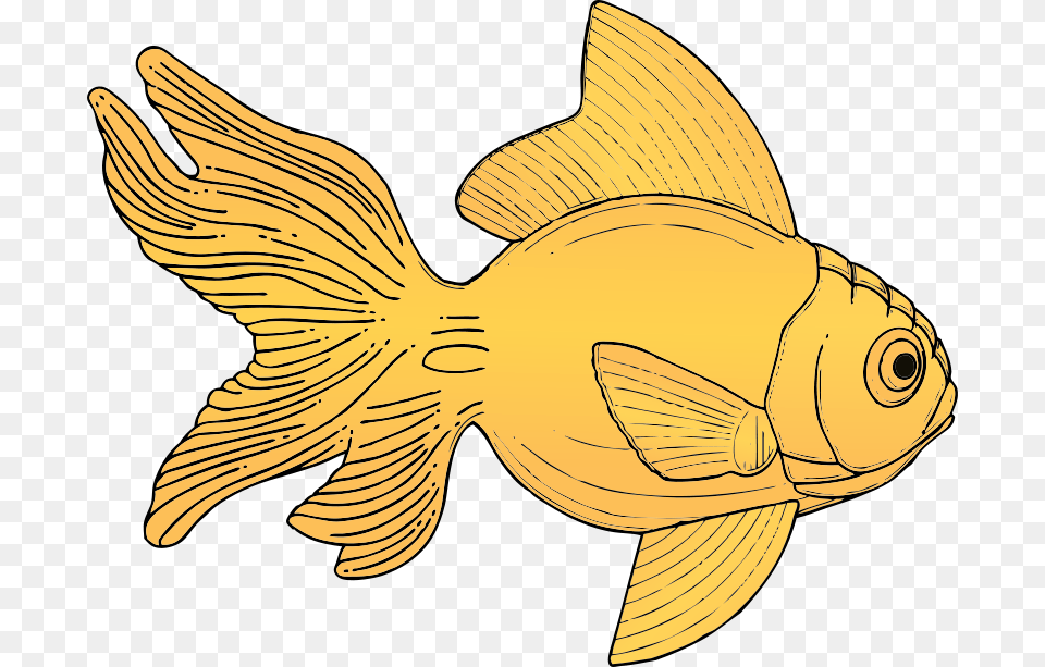 Johnny Automatic Fish, Animal, Sea Life, Goldfish, Shark Png
