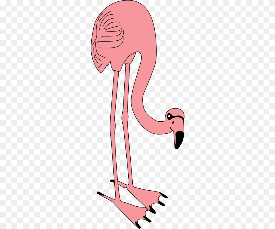 Johnny Automatic Flamingo, Animal, Bird, Crane Bird, Waterfowl Free Png