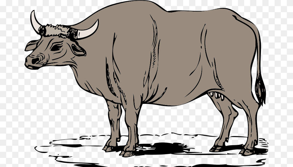 Johnny Automatic Gaur, Livestock, Animal, Bull, Cattle Free Png