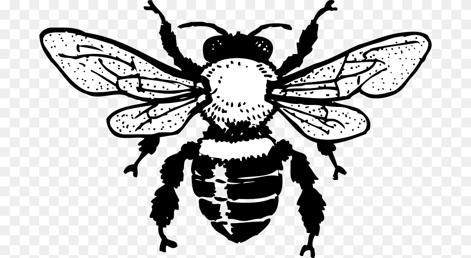 Johnny Automatic Honey Bee, Animal, Insect, Invertebrate, Wasp Free Png Download