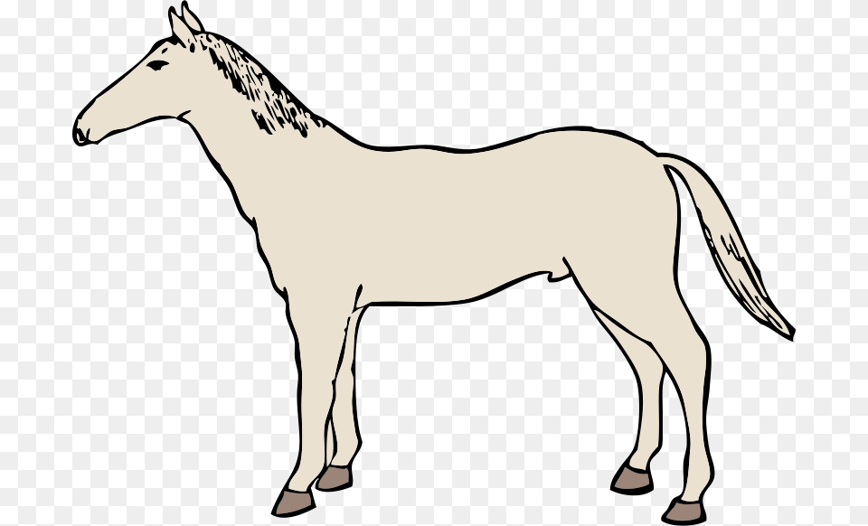 Johnny Automatic Horse, Animal, Mammal, Adult, Female Free Transparent Png