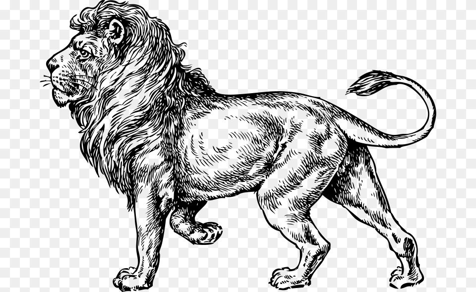 Johnny Automatic Lion, Gray Free Transparent Png
