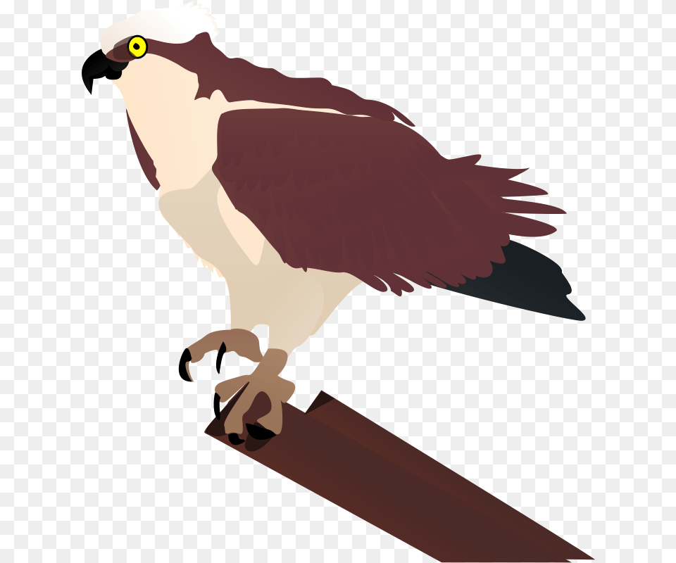 Johnny Automatic Osprey, Animal, Bird, Kite Bird, Beak Png Image