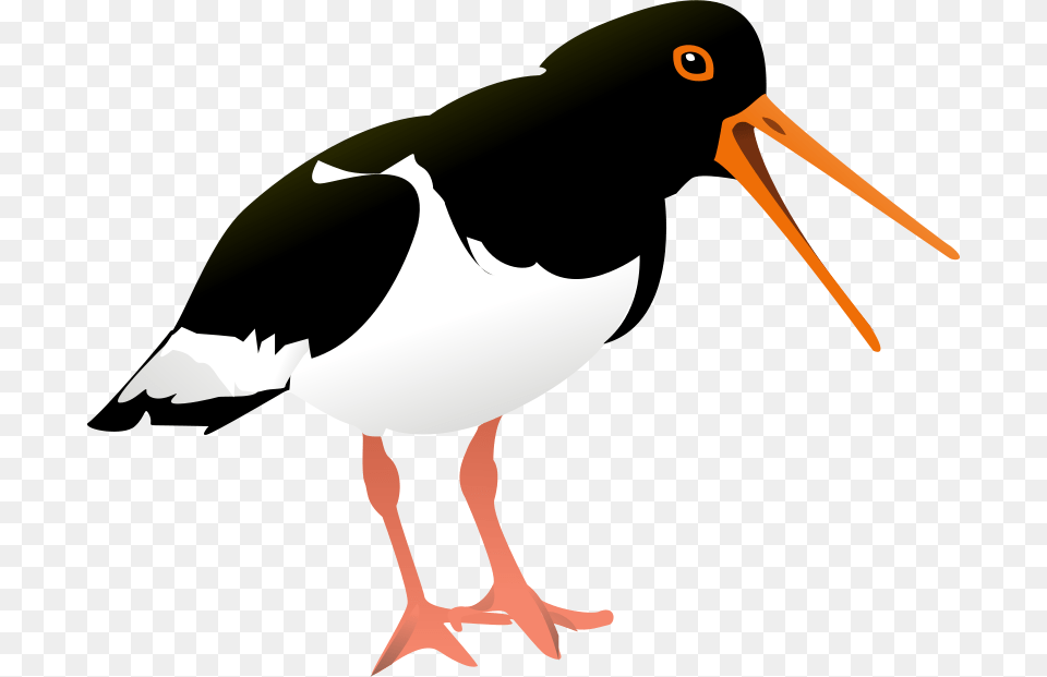 Johnny Automatic Oyster Catcher, Animal, Beak, Bird, Stork Free Png Download