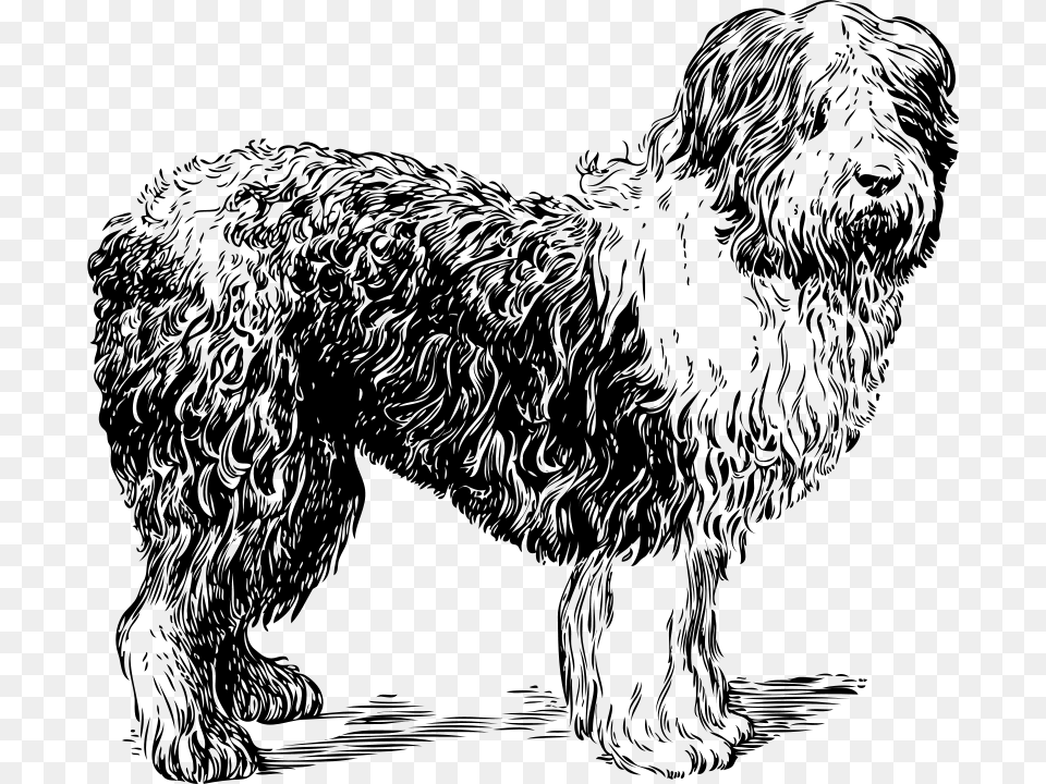 Johnny Automatic Sheepdog, Gray Png Image
