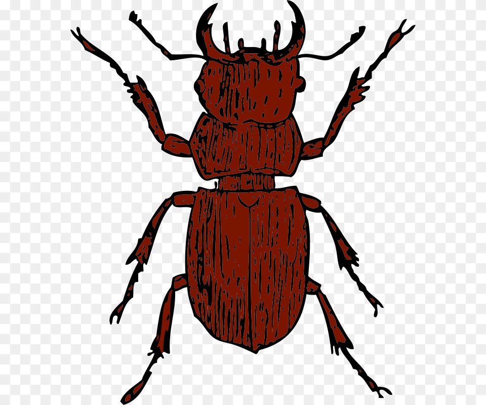 Johnny Automatic Stag Beetle, Person, Animal, Dung Beetle, Insect Free Png Download