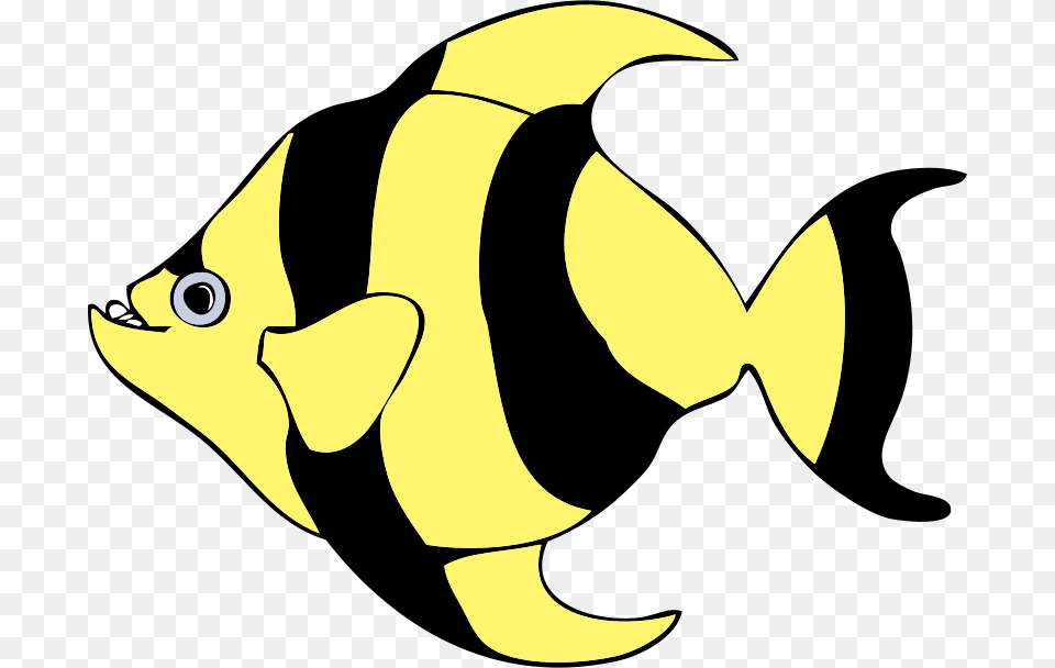 Johnny Automatic Striped Tropical Fish, Animal, Sea Life, Rock Beauty, Face Free Transparent Png