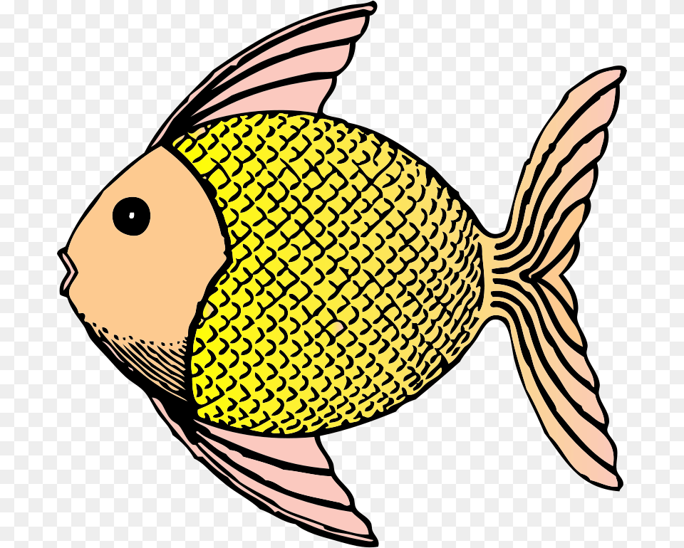 Johnny Automatic Tropical Fish, Animal, Sea Life, Angelfish, Baby Free Png