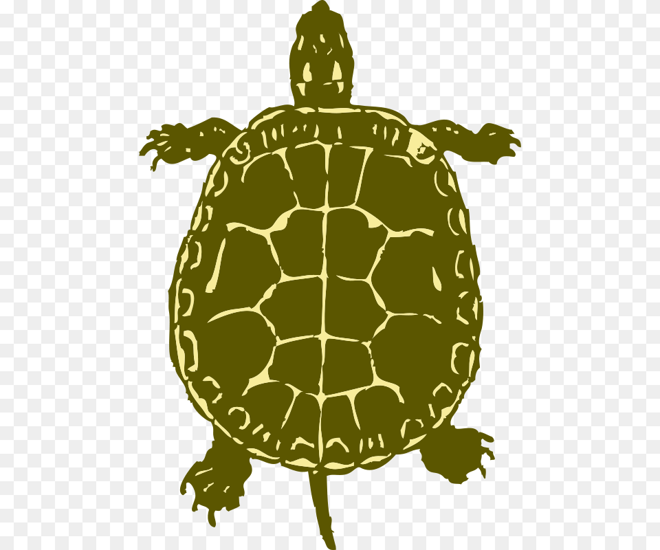 Johnny Automatic Turtle, Animal, Reptile, Sea Life, Tortoise Png