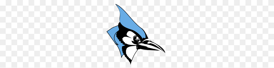 Johns Hopkins Blue Jays, Animal, Jay, Bird, Beak Free Png Download