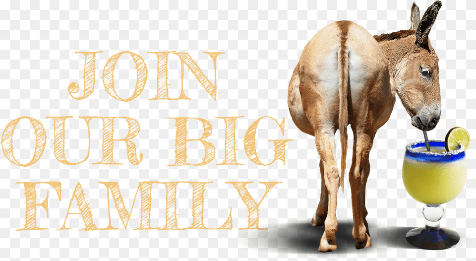 Join Our Big Ass Family Sorrel, Beverage, Soda, Animal, Antelope Free Png Download