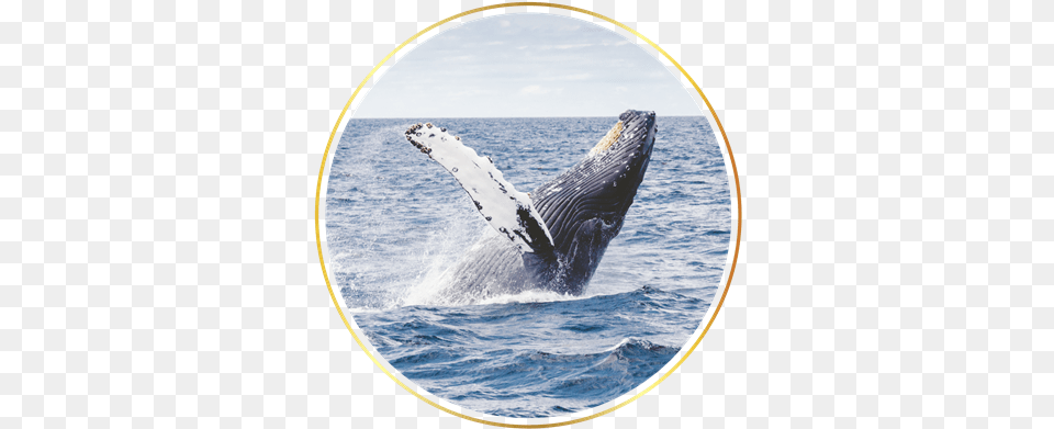 Join Our Luxury Giclee Painting Wonderful Dream39s Sealife Ocean Whale, Animal, Mammal, Sea Life Free Png Download