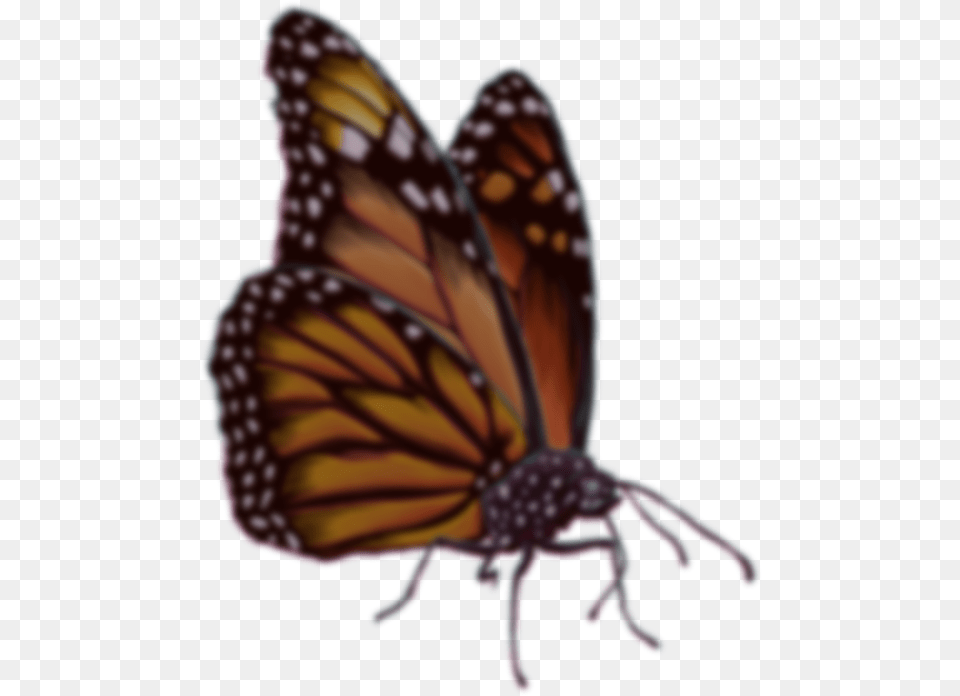 Join The Cali Roots Email List Monarch Butterfly Monarch Butterfly, Animal, Insect, Invertebrate, Person Png