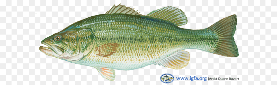 Join The Igfa In Our Upcoming Events To Learn The Basics Largemouth Black Bass, Animal, Fish, Sea Life, Perch Free Png Download