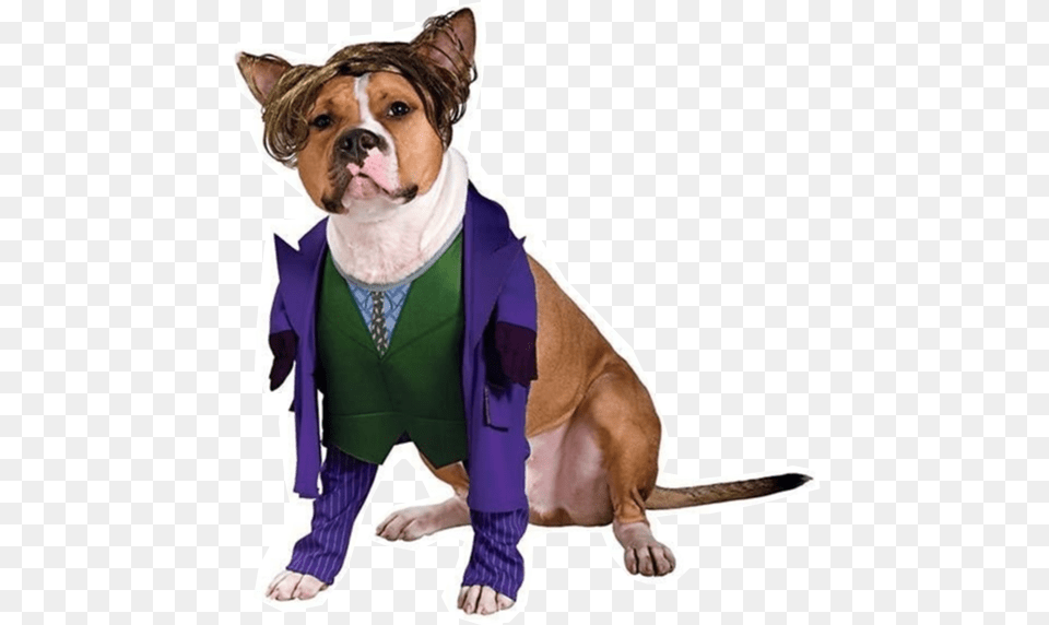 Joker Dog Costume Joker Costume For Dog, Pet, Mammal, Canine, Bulldog Png